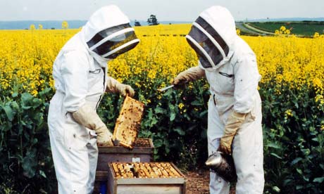 Beeginer's beekeeping Mistakes, and how to avoid 